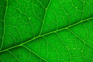 利用高光谱相机植被指数评价植被叶绿素含量