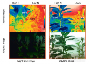 植物高光谱分类：波段选择