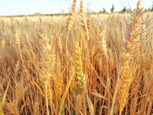 通过高光谱相机以估算小麦生长、氮状况和产量