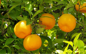 高光谱相机在柑橘类水果脐橙溃疡检测的应用