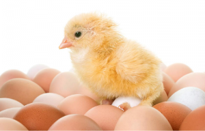 高光谱相机对海兰褐鸡种蛋孵化过程中雄雌胚胎的判别