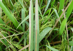 高光谱相机在水稻白叶枯病检测研究中的应用