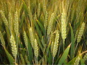 高光谱相机监测植被指数估算小麦生物量
