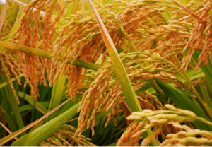 高光谱相机图像快速鉴别东北稻米品种