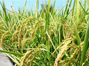高光谱相机在水稻种植中的作用